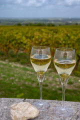 Tasting of grand cru sparkling white wine with bubbles champagne on chardonnay vineyards in Avize,  grand cru wine producer small village, Cote des Blancs, Champagne, France