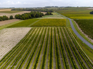 Harvest time in Cognac white wine region, Charente, ripe ready to harvest ugni blanc grape uses for...