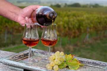 Tasting of Cognac strong alcohol drink in Cognac region, Charente with rows of ripe ready to harvest ugni blanc grape on background uses for spirits distillation, France
