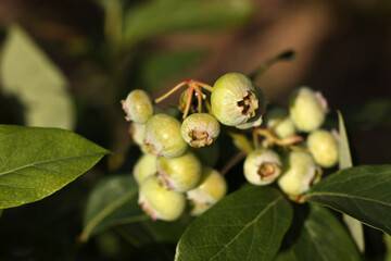 Obraz premium Unripe wild blueberries growing outdoors, closeup. Seasonal berries