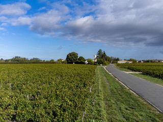 Green vineyards with rows of red Cabernet Sauvignon grape variety of Haut-Medoc vineyards in...