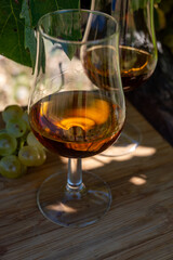 Tasting of Cognac strong alcohol drink in Cognac region, Charente with ripe ready to harvest ugni...