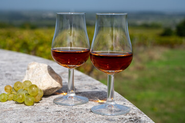 Tasting of Cognac strong alcohol drink in Cognac region, Charente with rows of ripe ready to harvest ugni blanc grape on background uses for spirits distillation, France