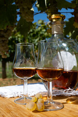 Tasting of Cognac strong alcohol drink in Cognac region, Charente with ripe ready to harvest ugni blanc grape on background uses for spirits distillation, France