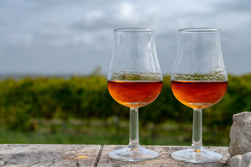 Tasting of Cognac strong alcohol drink in Cognac region, Charente with rows of ripe ready to harvest ugni blanc grape on background uses for spirits distillation, France