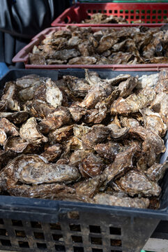 Fresh french Gillardeau oysters molluscs in wooden box ready to eat