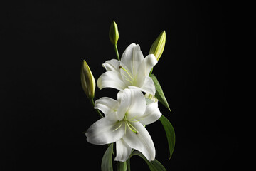 Fototapeta premium Beautiful white lily flowers on black background