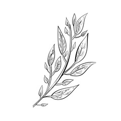 Vector hand drawn line art floral decorative element, leave, flower, herb and branche botanical doodle