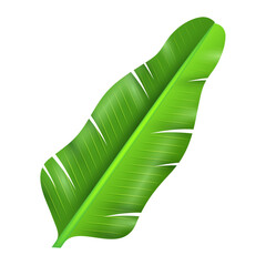 Vector wide tropical leaves exotic flora and vegetation