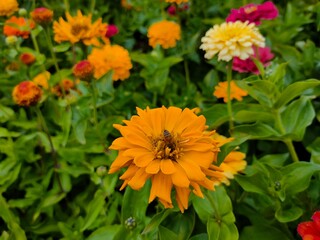 Bee on yellow flower