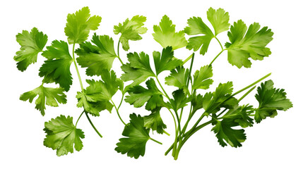 Parsley Herb Pieces Isolated on Transparent Background: Fresh Green Culinary Ingredient, PNG