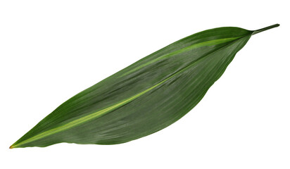 Haran(aspidistra elatior), leaf to put under the Japanese nigiri sushi. 