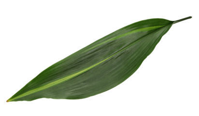 Haran(aspidistra elatior), leaf to put under the Japanese nigiri sushi. 