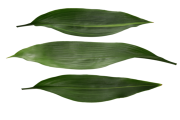 Haran(aspidistra elatior), leaf to put under the Japanese nigiri sushi. 