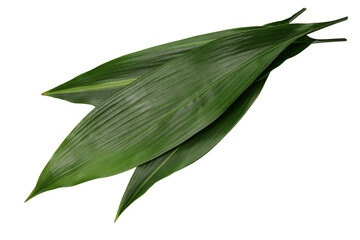 Haran(aspidistra elatior), leaf to put under the Japanese nigiri sushi. 