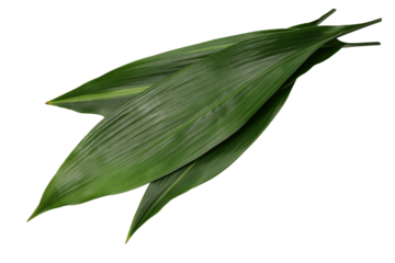 Haran(aspidistra elatior), leaf to put under the Japanese nigiri sushi. 