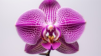 Fototapeta na wymiar Portrait beautiful purple orchid flower isolated on white background AI Generative