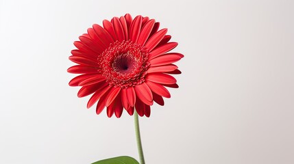 Portrait beautiful red Gerbera flower isolated on white background AI Generative