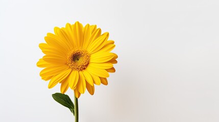Portrait beautiful yellow Gerbera flower isolated on white background AI Generative