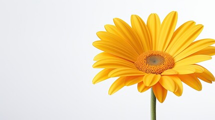 Portrait beautiful yellow Gerbera flower isolated on white background AI Generative