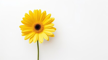 Portrait beautiful yellow Gerbera flower isolated on white background AI Generative