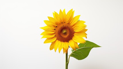 Portrait beautiful sunflower isolated on white background AI Generative