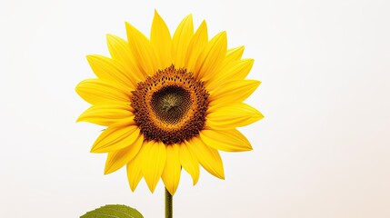 Portrait beautiful sunflower isolated on white background AI Generative