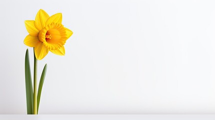Portrait beautiful yellow daffodil flower isolated on white background AI Generative