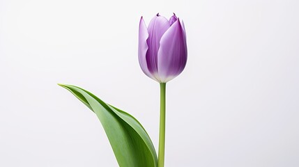 Portrait beautiful purple tulip flower isolated on white background AI Generative
