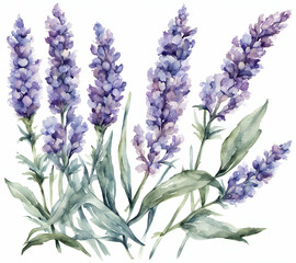 Lavender flower with leafs, pastel watercolor drawing