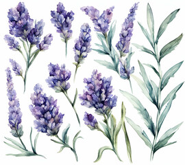 Lavender flower with leafs, pastel watercolor drawing