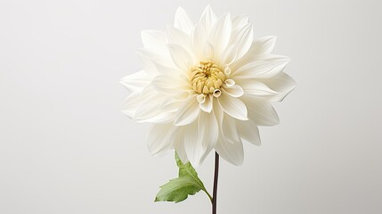 Portrait beautiful white dahlia flower isolated on white background AI Generative