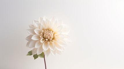 Portrait beautiful white dahlia flower isolated on white background AI Generative