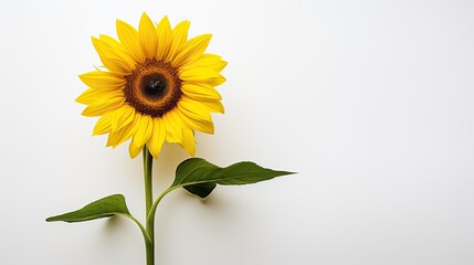 Naklejka premium Portrait beautiful sunflower isolated on white AI Generative