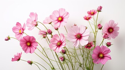 Portrait beautiful pink California poppy flower AI Generative