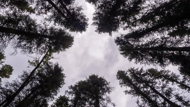 lookup view of dramatic clouds and silhouetted pine trees when season changed in October end of the Autumn season. Cloudscape background timelapse in wood with round space at middle of scene.