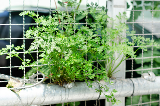Close-up of home hydroponic parsley plant in water pipe with silver tape