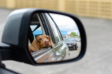 Close-up of dachshound looking sadly in the rearview mirror of a car