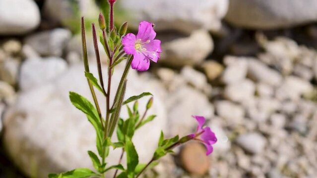 Epilobium hirsutum a flowering plant in the family Onagraceae,commonly known as the great or hairy willowherb,in October on the stony Mollarino riverside,amid the Italian Apennine Mountains of Lazio 