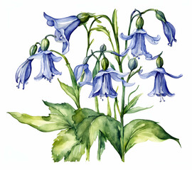 Virginia Bluebell flower with leafs, pastel watercolor drawing