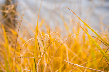 Selective focus and close up of yellow grass in autumn