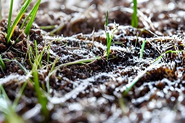 Naklejka na ściany i meble hyper-realistic macro shoot of grass sprouting on wet soil after the snow melts in the spring season