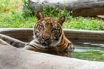 The tiger lies in the water, stretching out its paws forward and looks thoughtfully at the photographer. The Bengal tiger, whose range covers India, Nepal, Bhutan, Bangladesh.