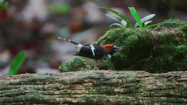 Chestnut-naped Forktail is eating caterpillars on a log in the forest
