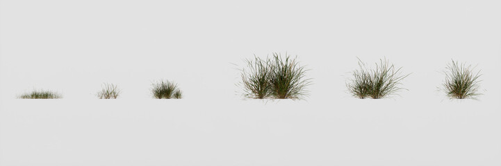Set of grass isolated on white background, 3d render