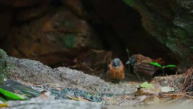 Two Grey-headed Babblers are playing in a small pool under a cliff