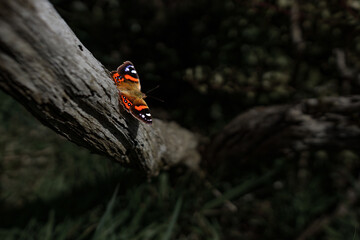 The New Zealand Red Admiral is a butterfly endemic to New Zealand. Its Māori name is Kahukura,...