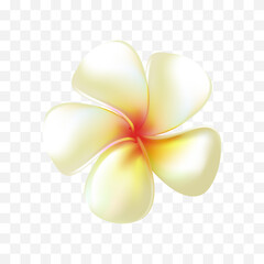 Vector tropical plant plumeria or frangipani flowers isolated