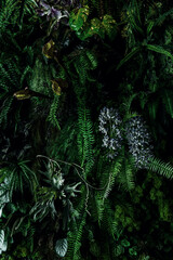 Fototapeta premium Herb wall, plant wall, natural green wallpaper and background. nature wall. Nature background of green forest