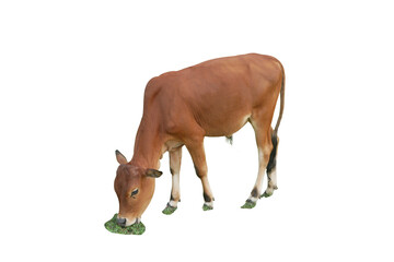  A brown cow calf, is standing for eating grass  in the grass field  isolated on white background,clipping path is included.